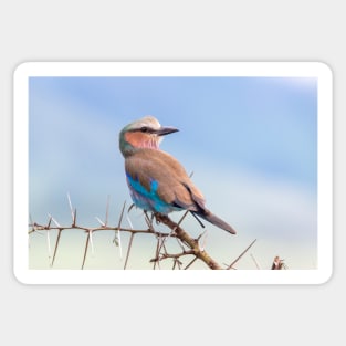 Lilac Breasted Roller, Ngorongoro Crater Sticker